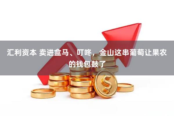 汇利资本 卖进盒马、叮咚，金山这串葡萄让果农的钱包鼓了